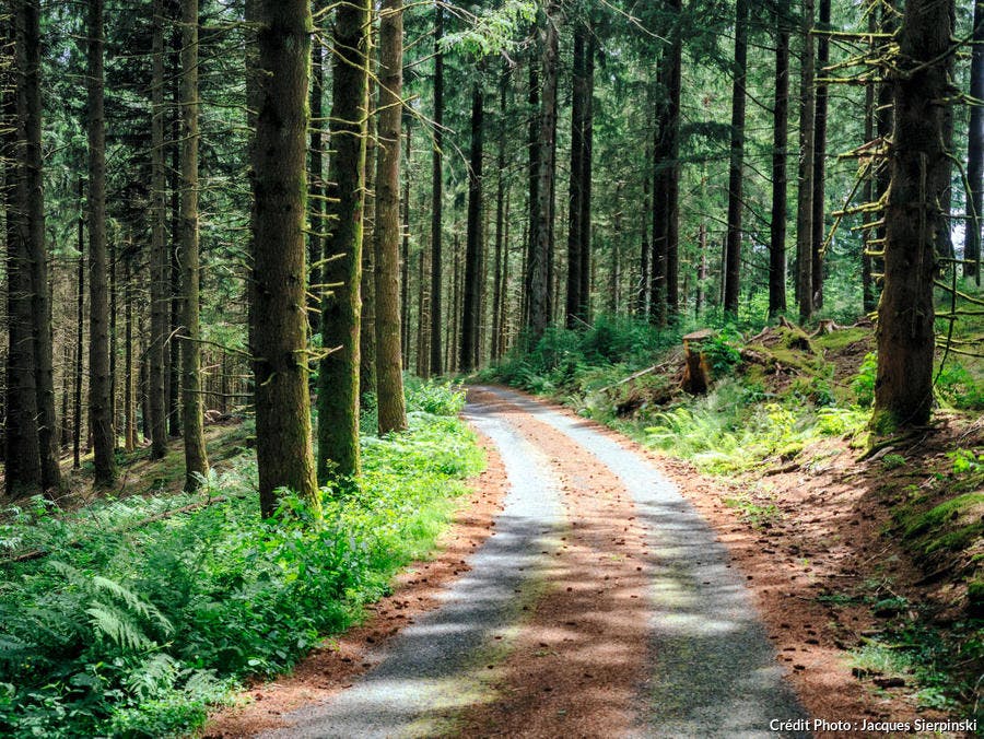 Deconfinement Pourrez Vous Sortir En Foret Apres Le 11 Mai Detours En France Deconfinement Pourrez Vous Sortir En Foret Apres Le 11 Mai Detours En France