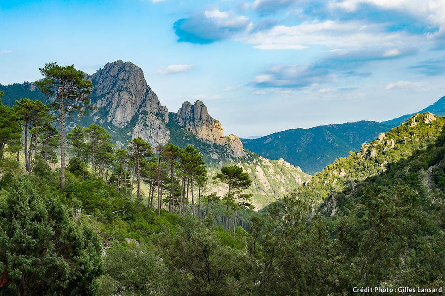 La forêt de Verghellu en Corse 