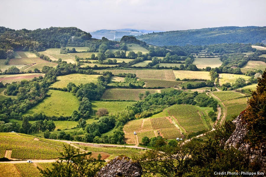 Le vignoble du Mâconnais, en Bourgogne 