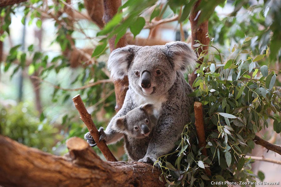 Koala adulte avec son bébé à Beauval 