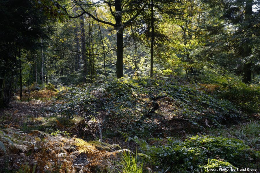 La Montagne De Reims Et Les Faux De Verzy Détours En France