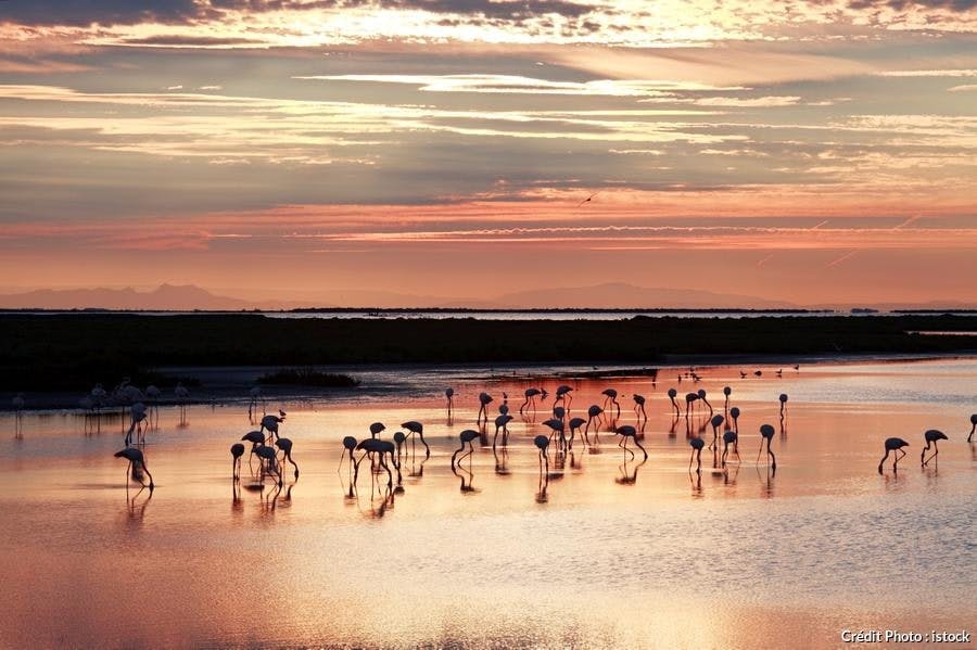 camargue