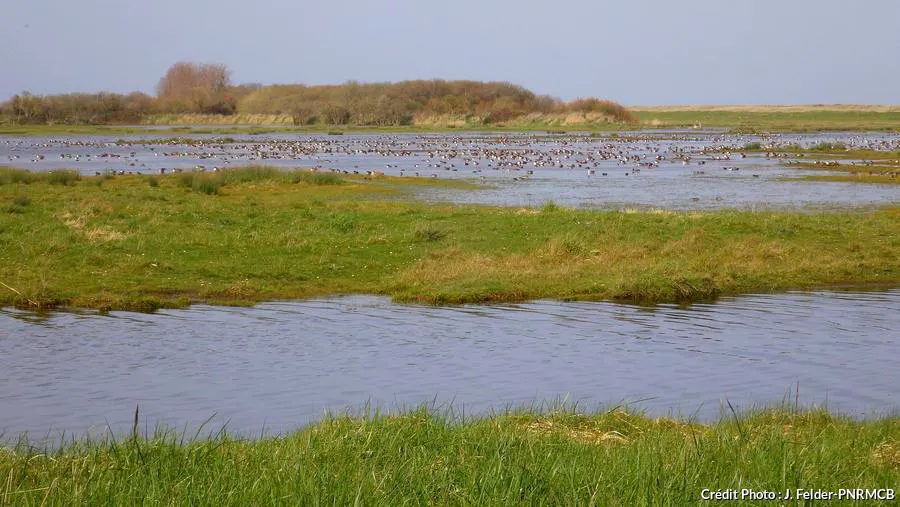 Les Marais Du Cotentin Et Du Bessin Une Camargue Normande Detours En France