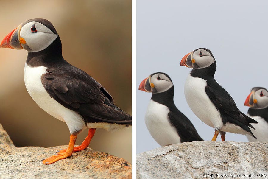 Les Plus Beaux Oiseaux De La Réserve Des Sept îles Détours