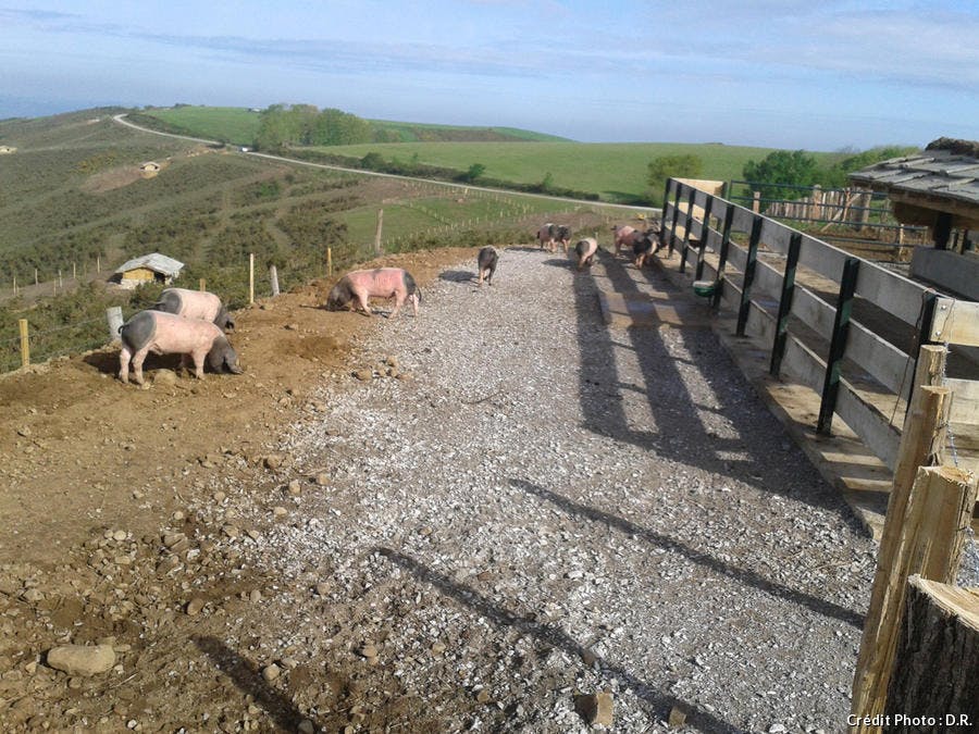 Sare, élevage de porcs 