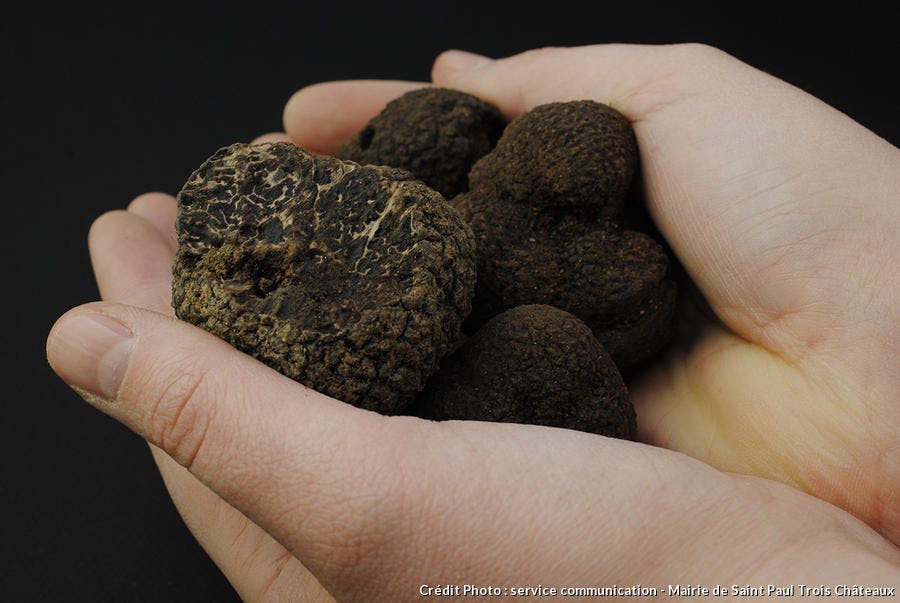 truffes noires 