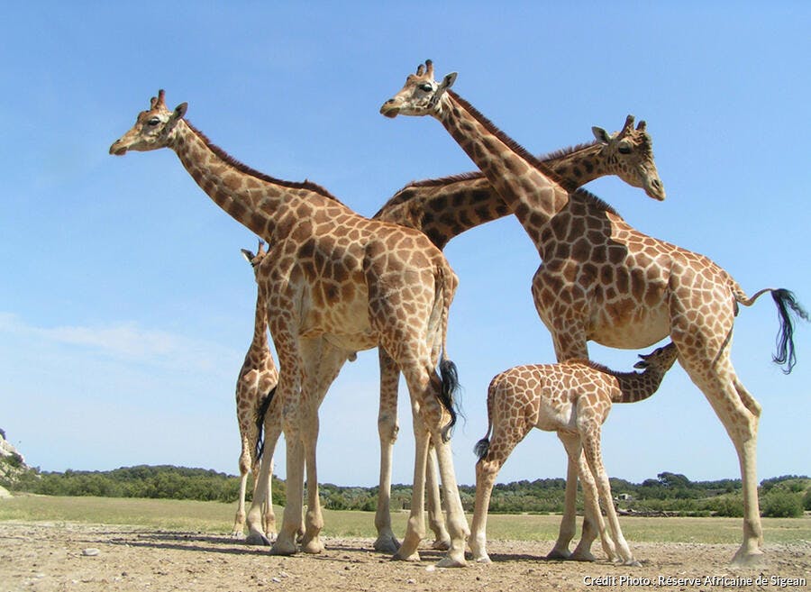 Quel Est Le Plus Grand Zoo Du Monde Zoo de France : top 5 des plus beaux parcs animaliers | Détours en France