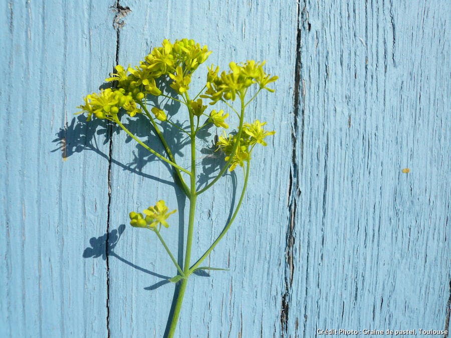 Toulouse quand la ville rose valorise le pastel