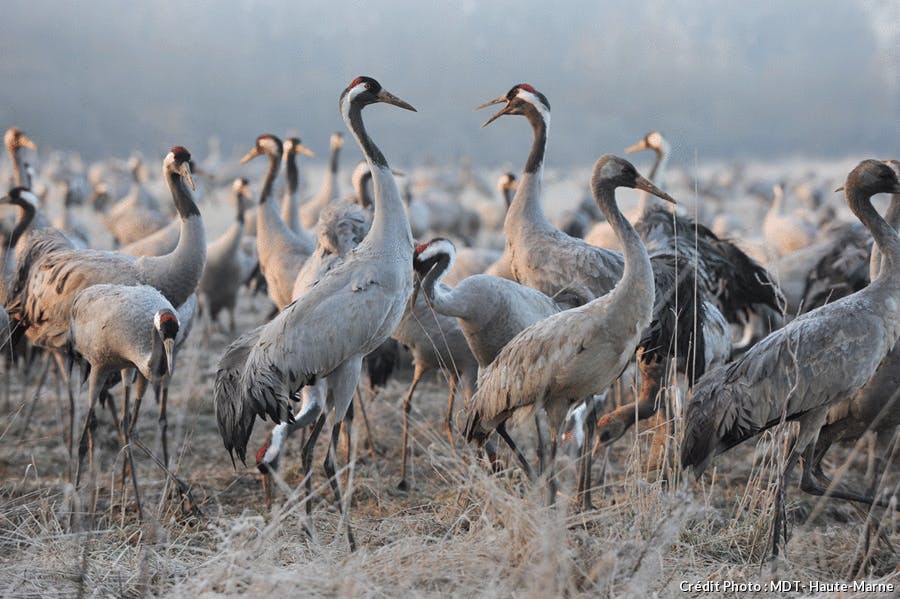 Lac Du Der Le Rendez Vous Des Grues Cendrées Détours En