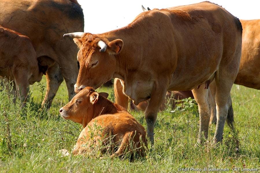 Vaches du Limousin 