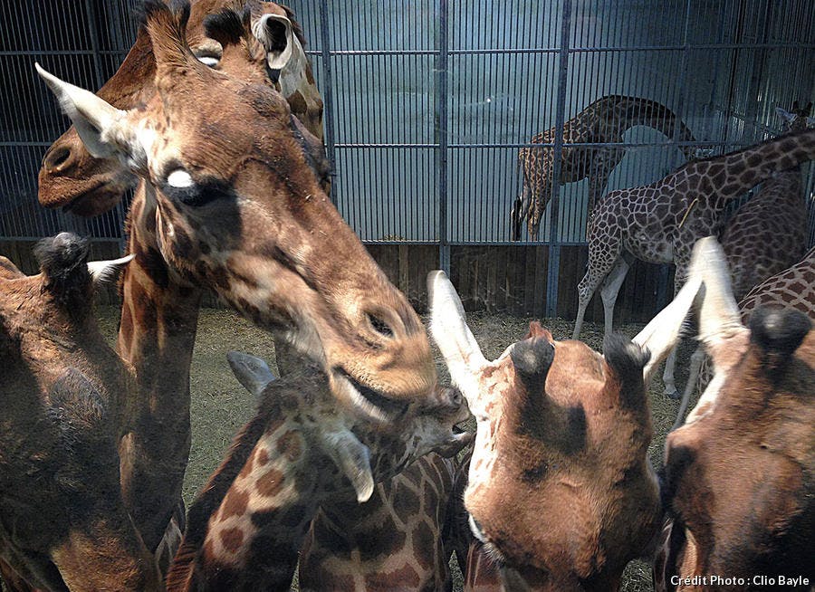 Zoo De Paris Devenir Soigneur Animalier Actus Detours En France