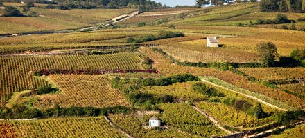 Le vignoble de Pommard, en Bourgogne 