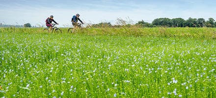 Offranville, la Véloroute du lin, piste cyclable à travers les champs de lin reliant Dieppe à Fécamp 