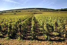 Domaine viticole de Beaune