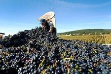 def-187-vin-vendange-07.jpg